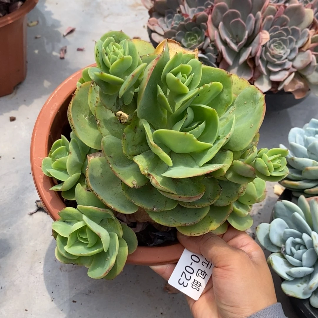 夏悦多肉0710-23碧桃