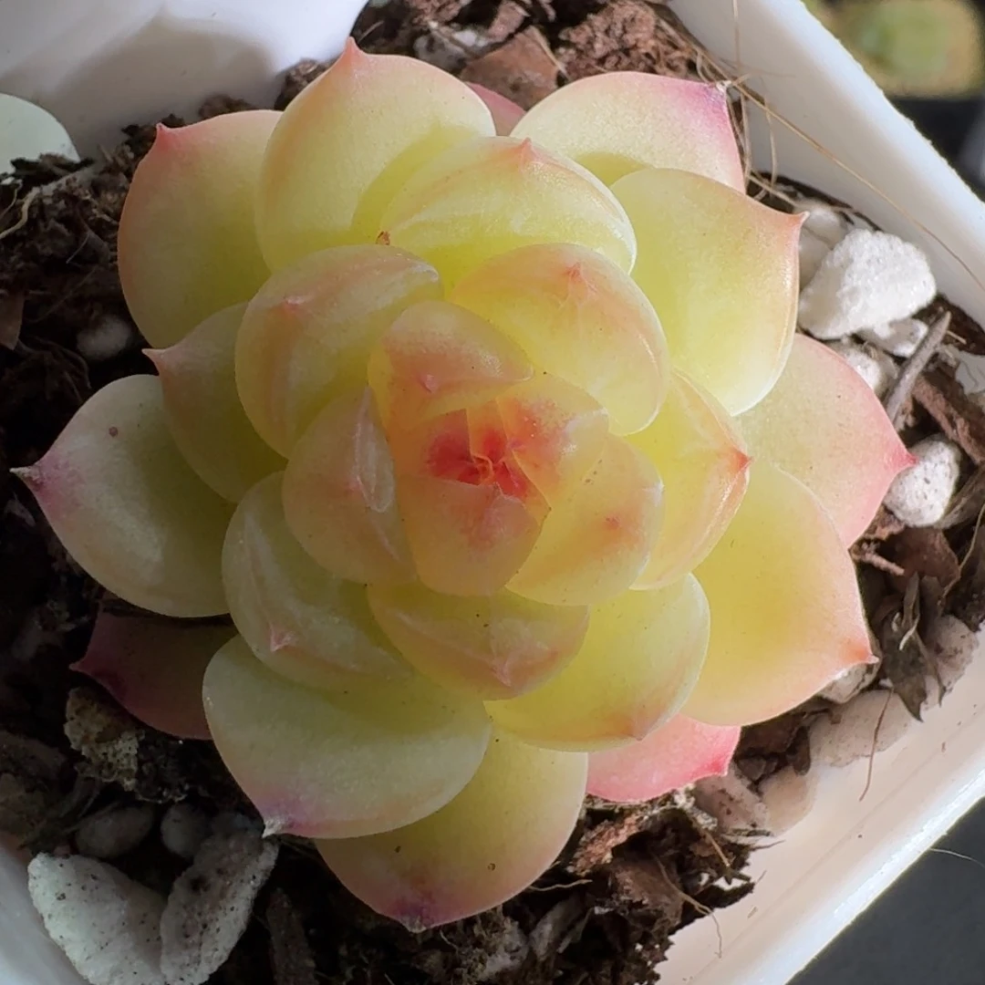 38-编号单头一颗