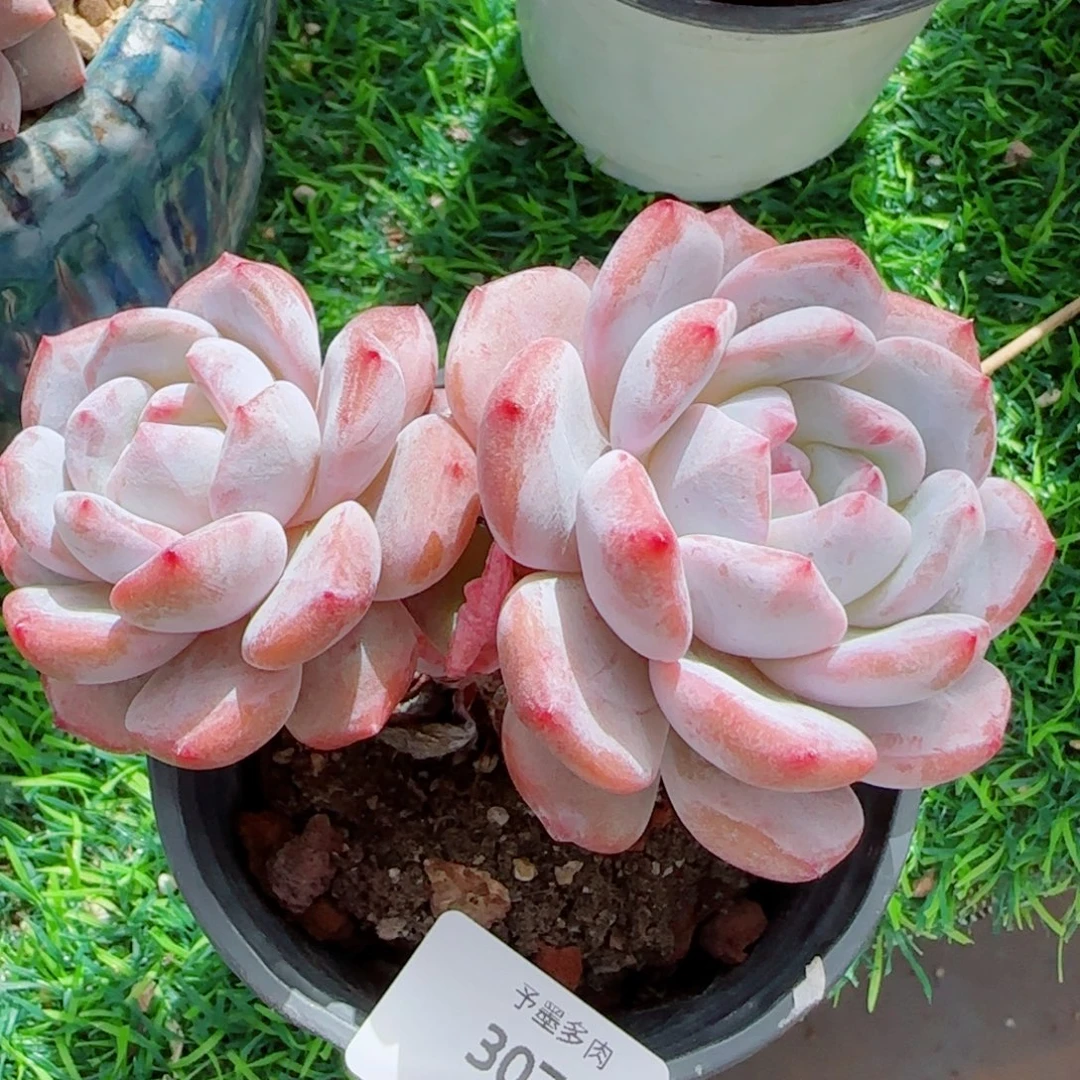 长杆星影，3073多肉植物