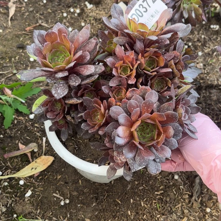 372萝莉花脸多肉法师不包断枝