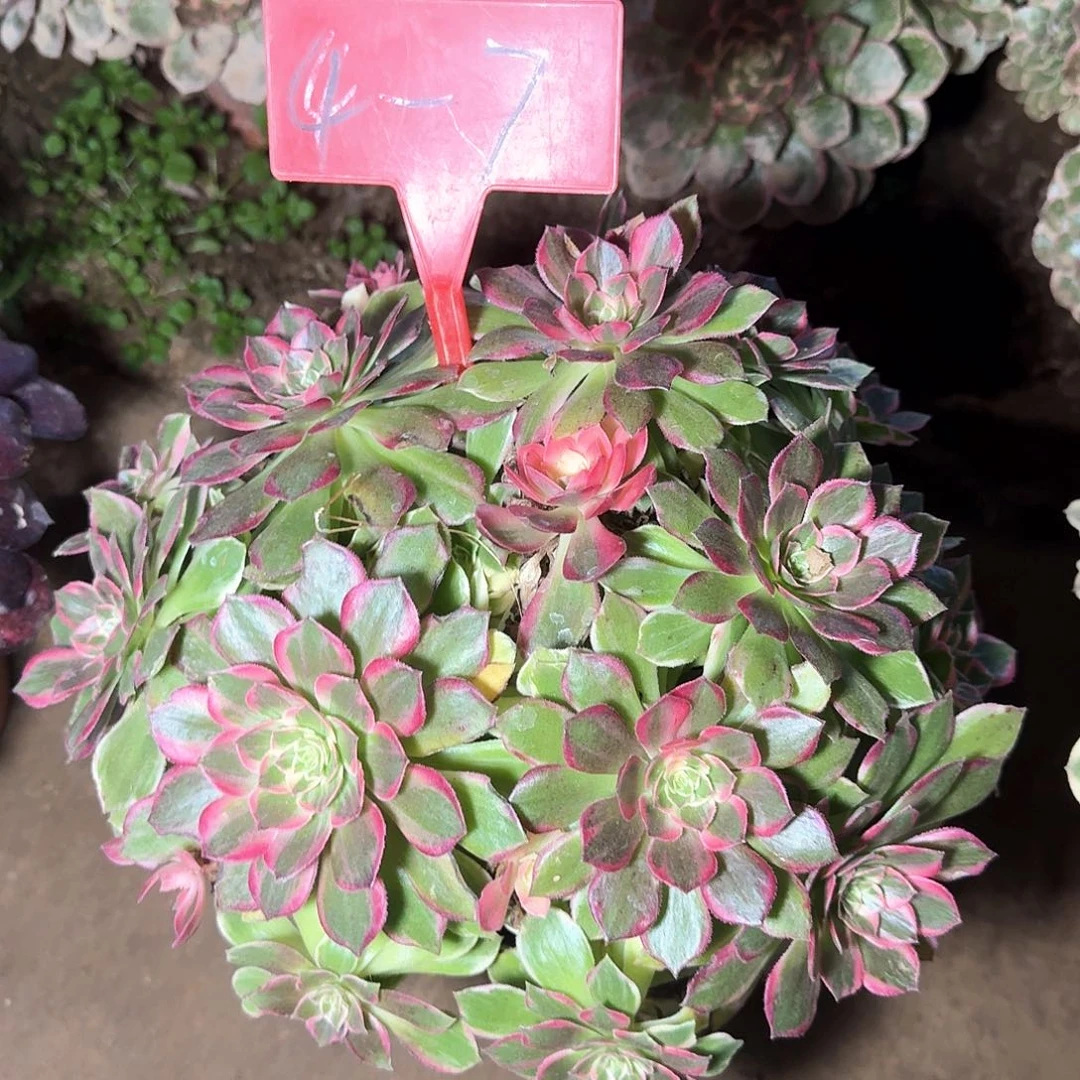 4-7万花筒多肉法师