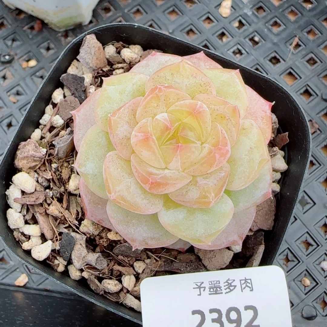 奶芙，2392多肉植物