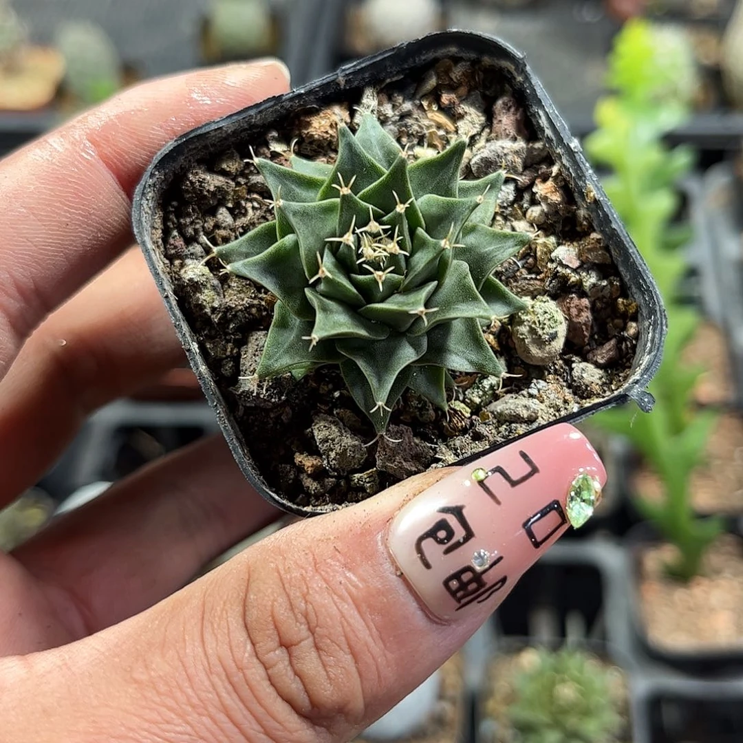 帝冠单头发货单头