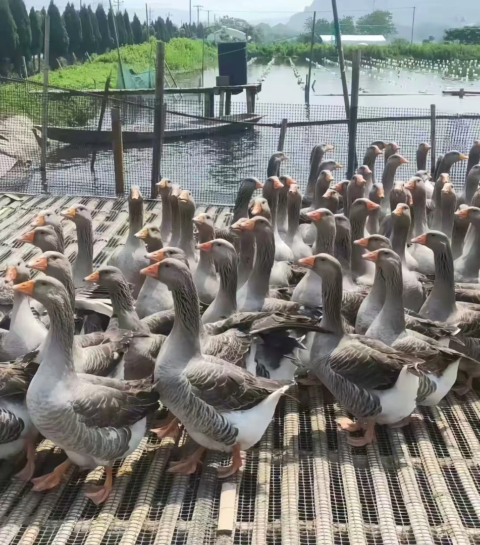 一斤重朗德鹅肉 散养顺丰包邮