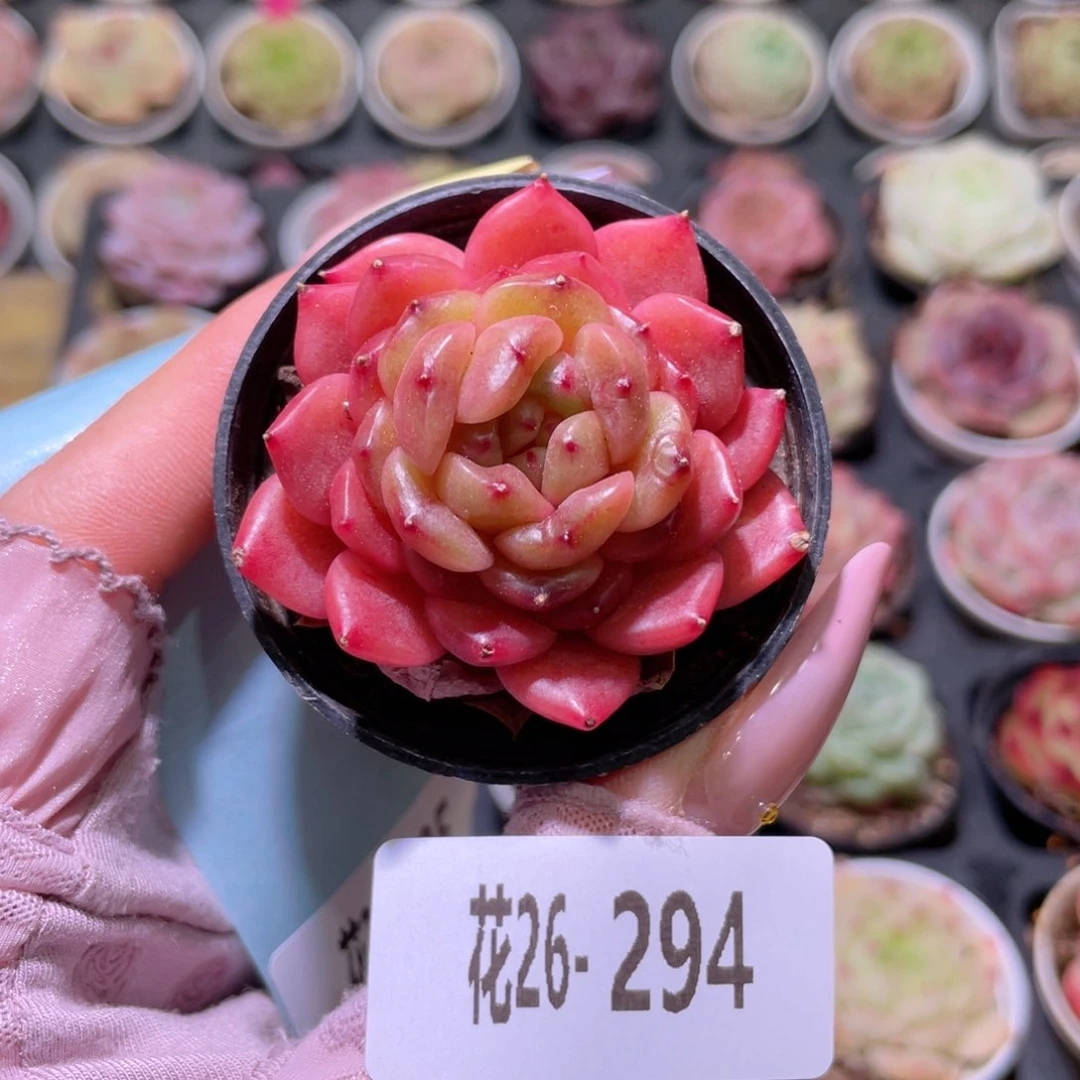 花利美26-294灵翠