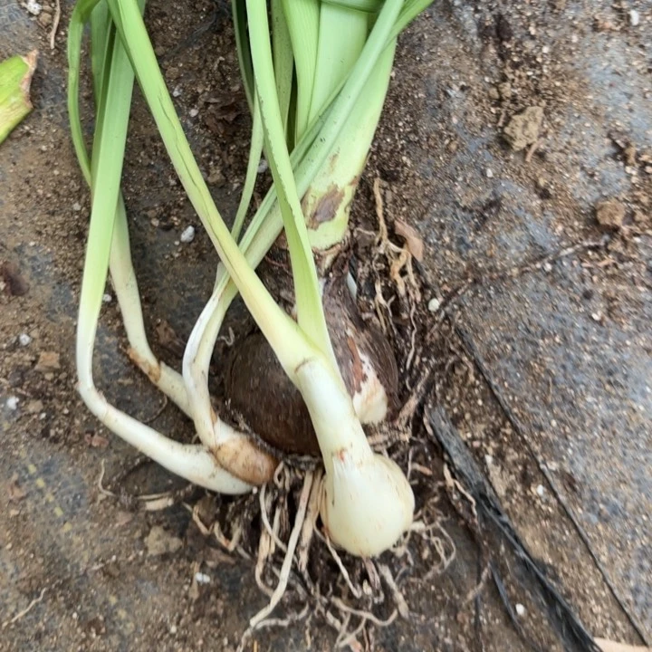 无花朵安吉拉包对版一号