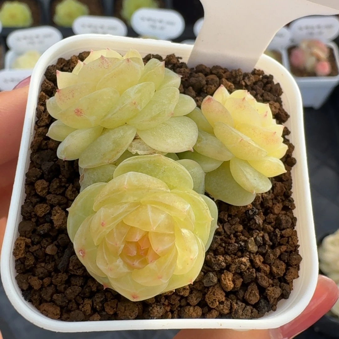 0102-11-素素三头一颗多肉