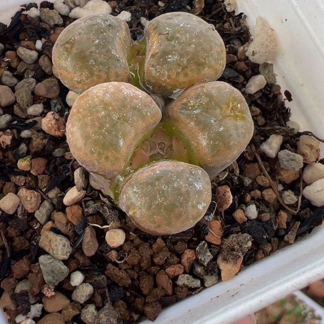 254多肉植物种类多样