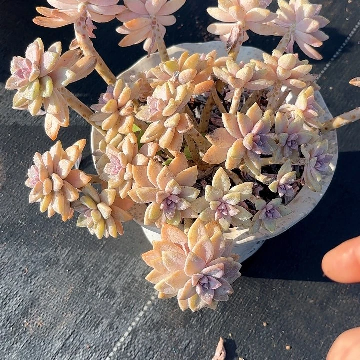 用****干多肉植物，淡雪