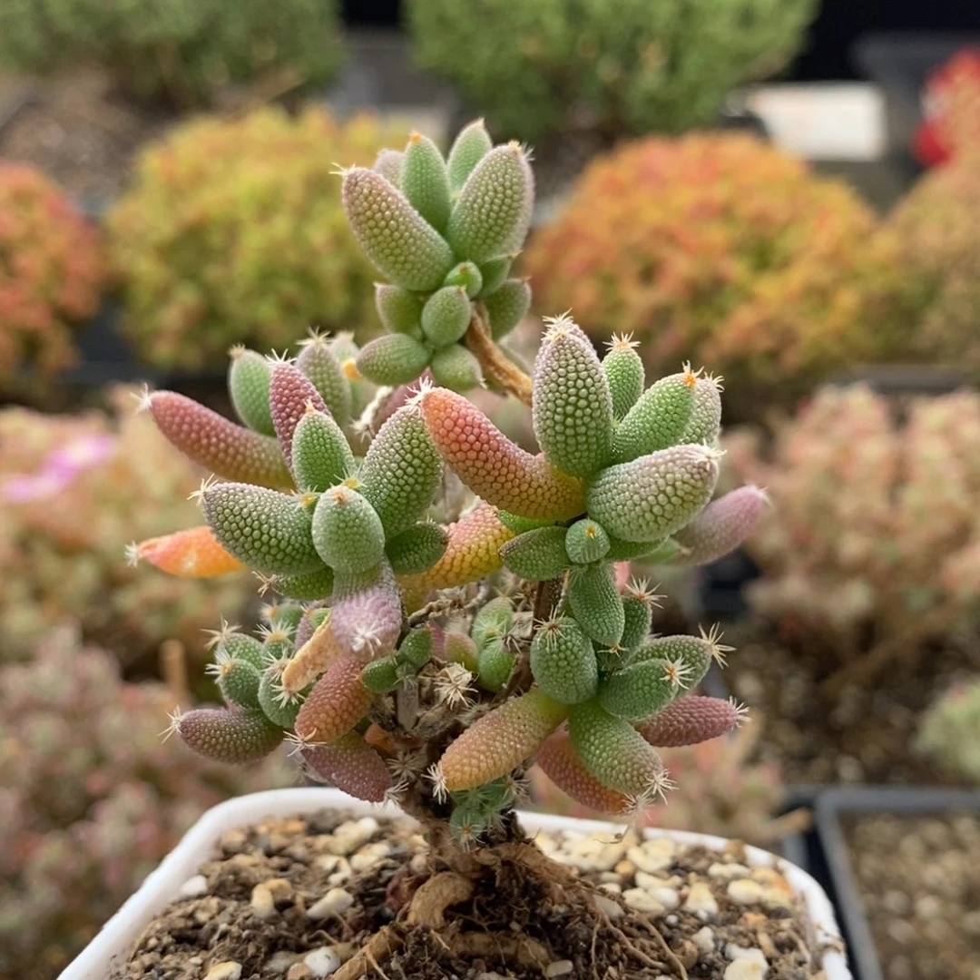 糖*娃实生玉米8717枝干番杏