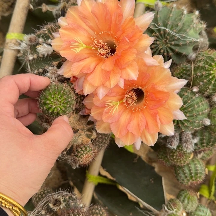 240彩草42歪无根侧牙4公分左右