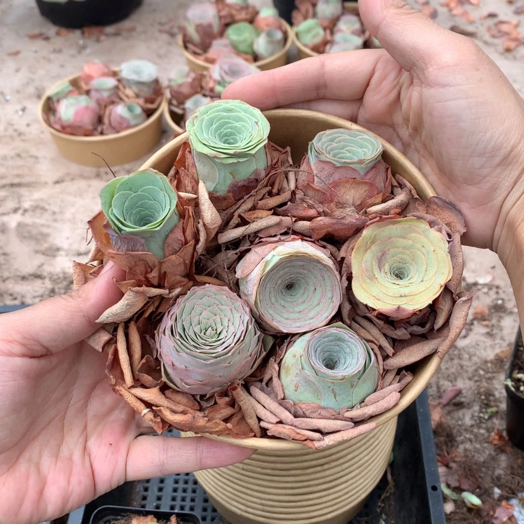 6颗山地玫瑰再多送1颗量拍