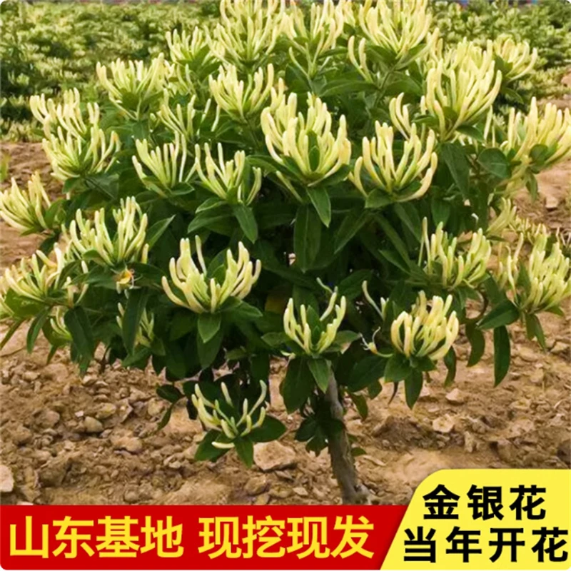 可食用金银花树苗浓香当年开花卉盆栽阳台庭院爬藤植物老桩带花苞