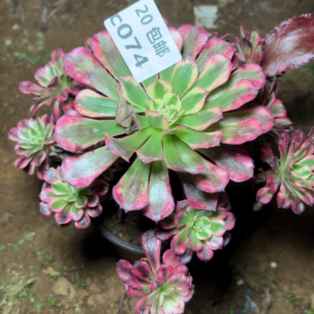 074红铜白，满20包邮