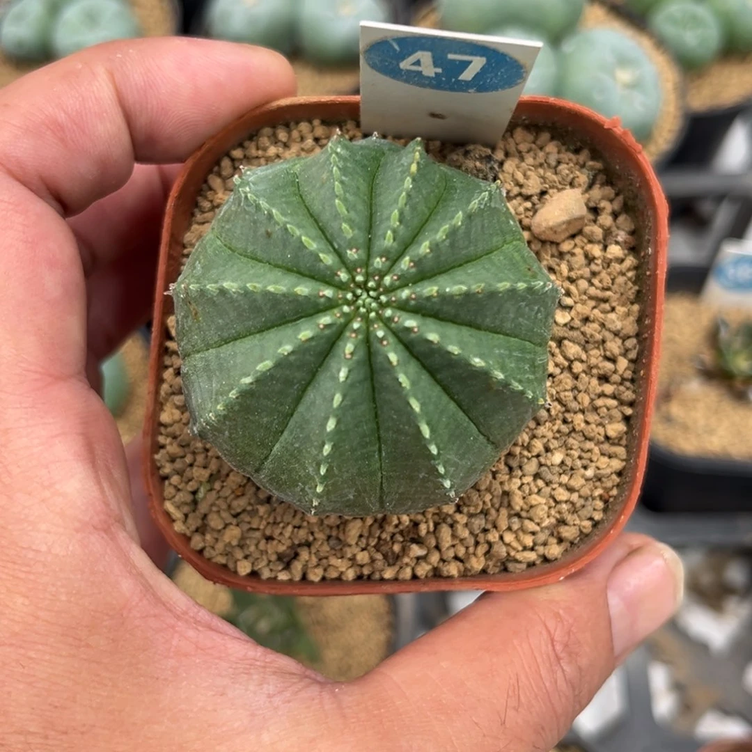 47泰系布纹球带盆带土