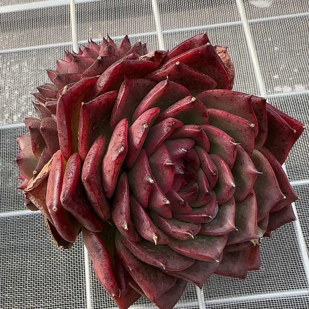 从前慢甄选多肉编号我爱你