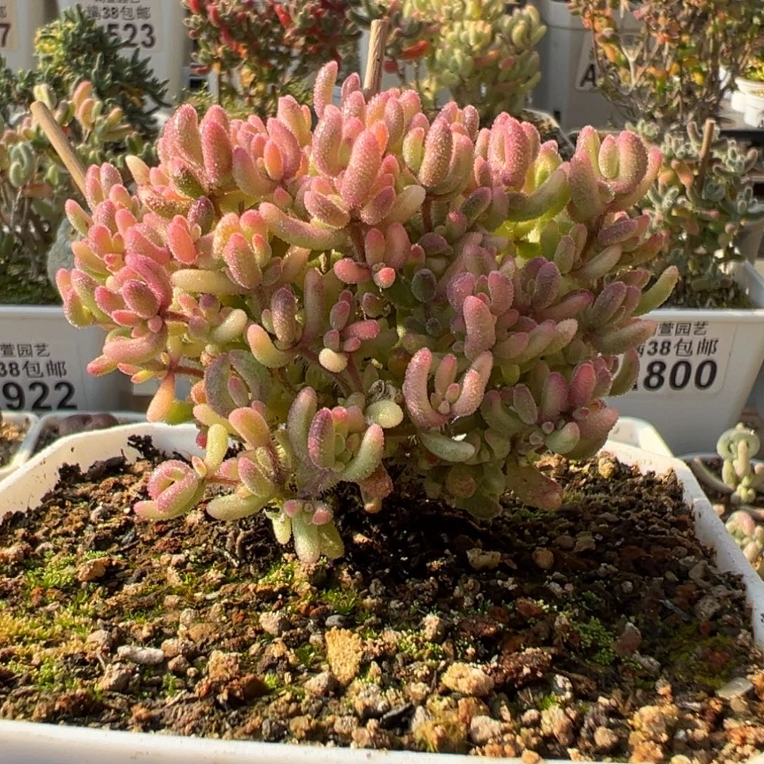 4-045红宝石锦小树十方盆