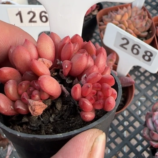 281红宝石一物一拍多肉