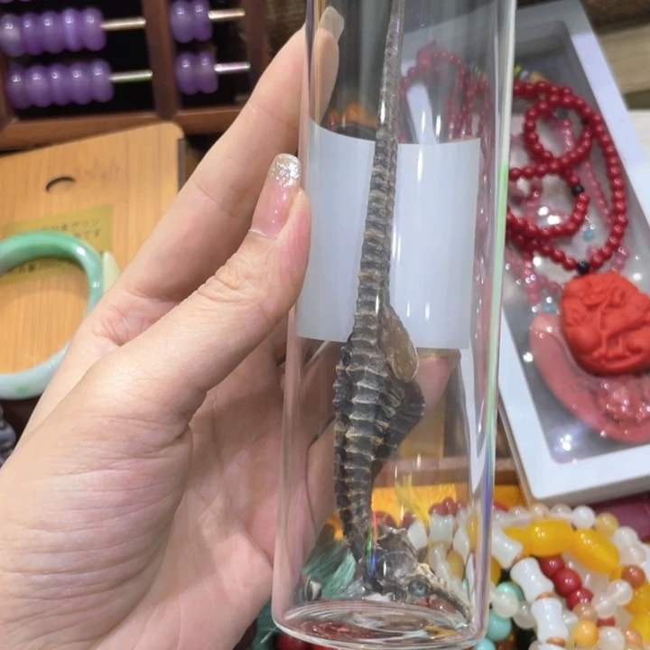 紫砂茶叶罐野生海马