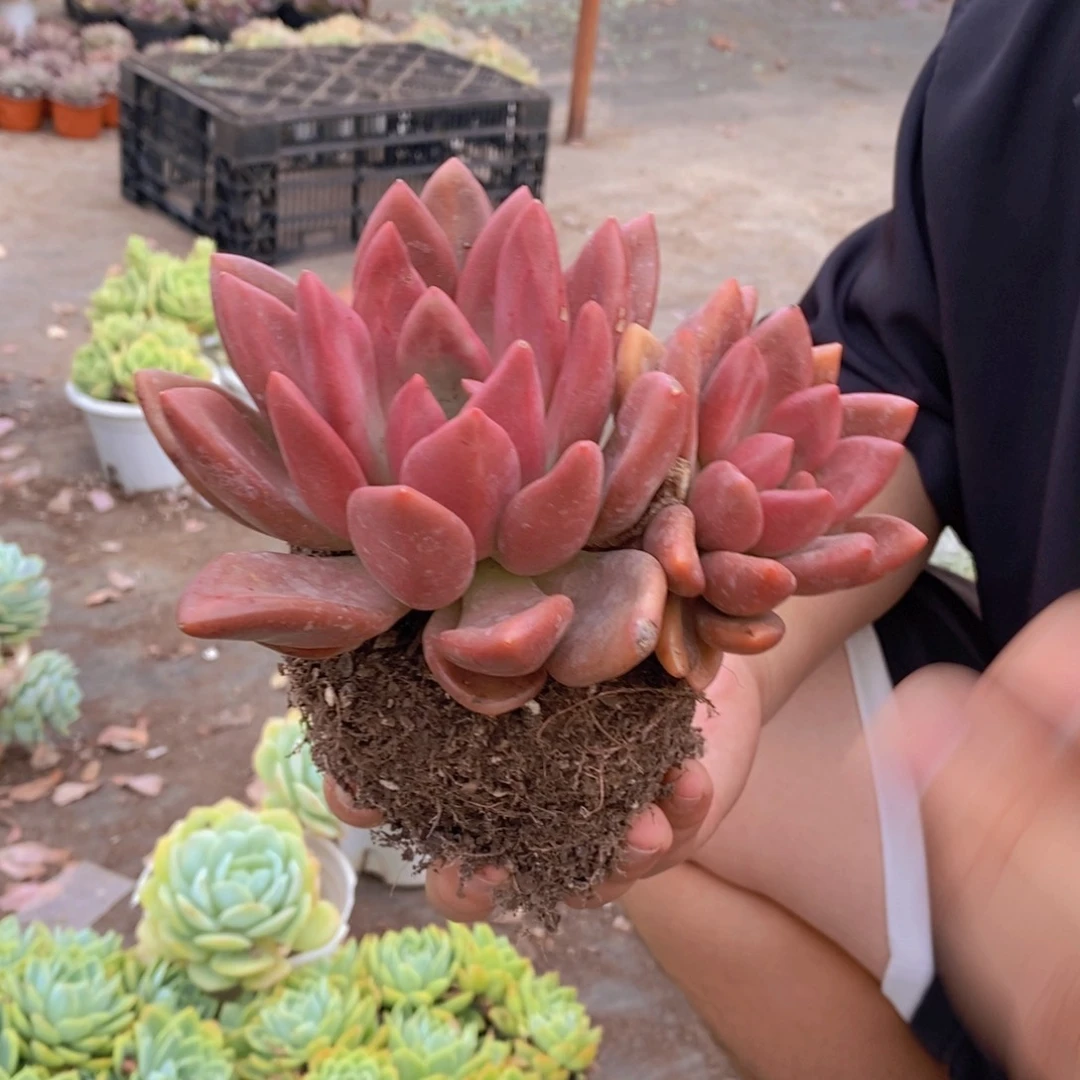 桃花源双头起发老桩