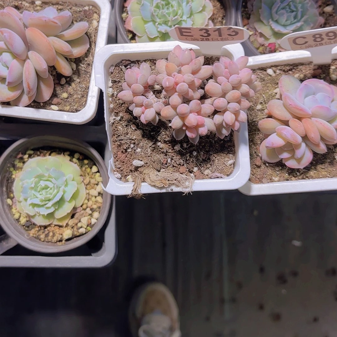 E313手指一物一拍