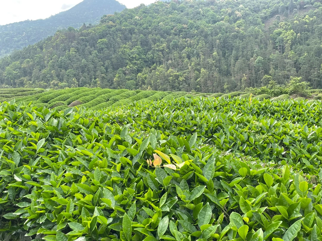 【代拍18】武夷岩茶大红袍