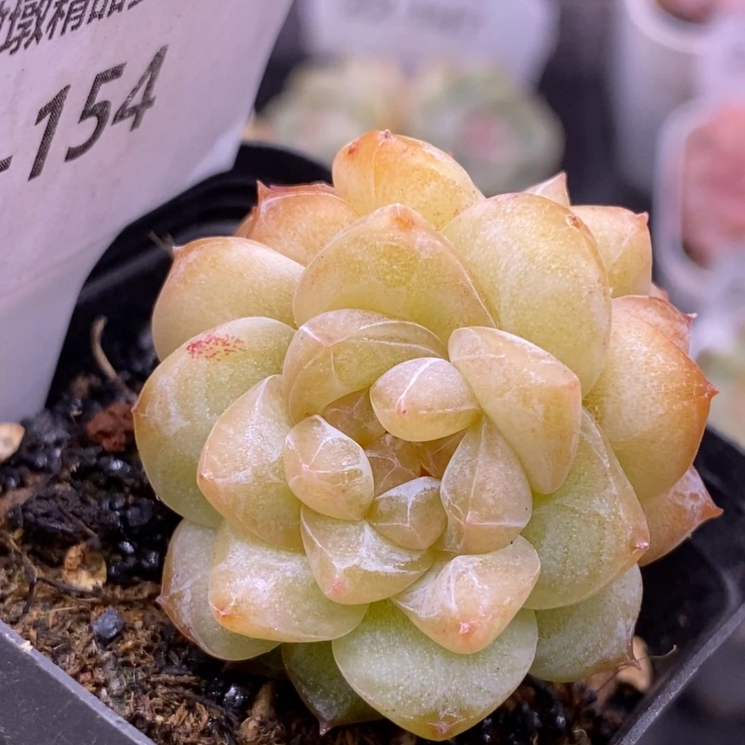 【闪购商品】22-154