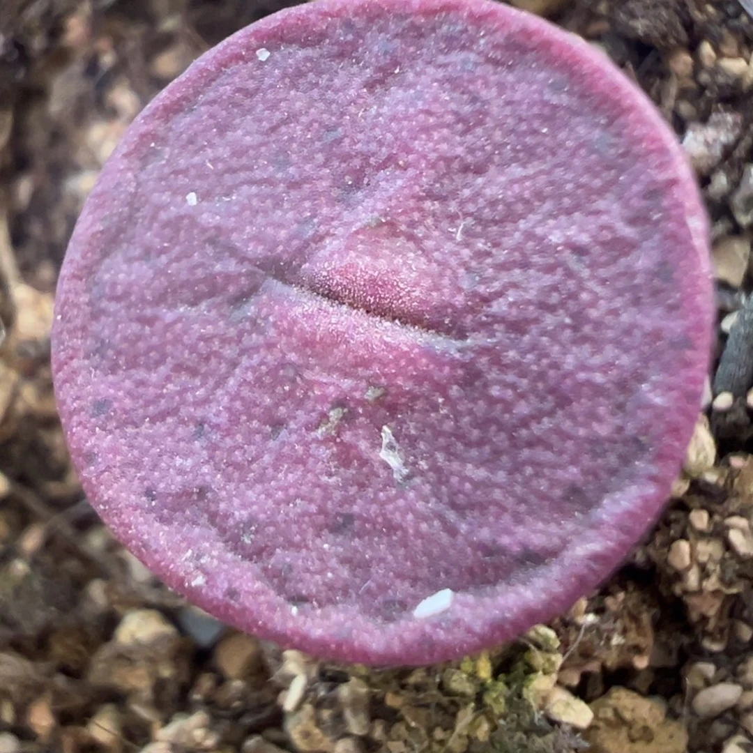 金币 金币 肉锥植物