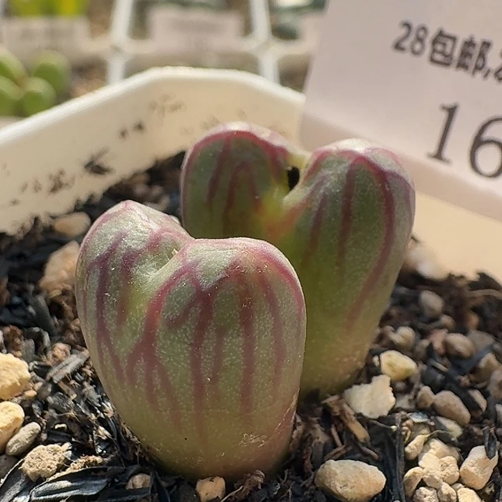 168 送奶杂。肉锥