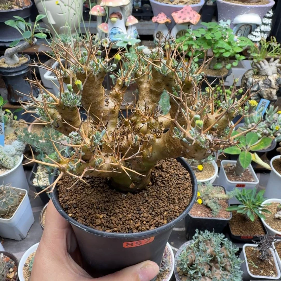 黑鬼殿857(脱土发)