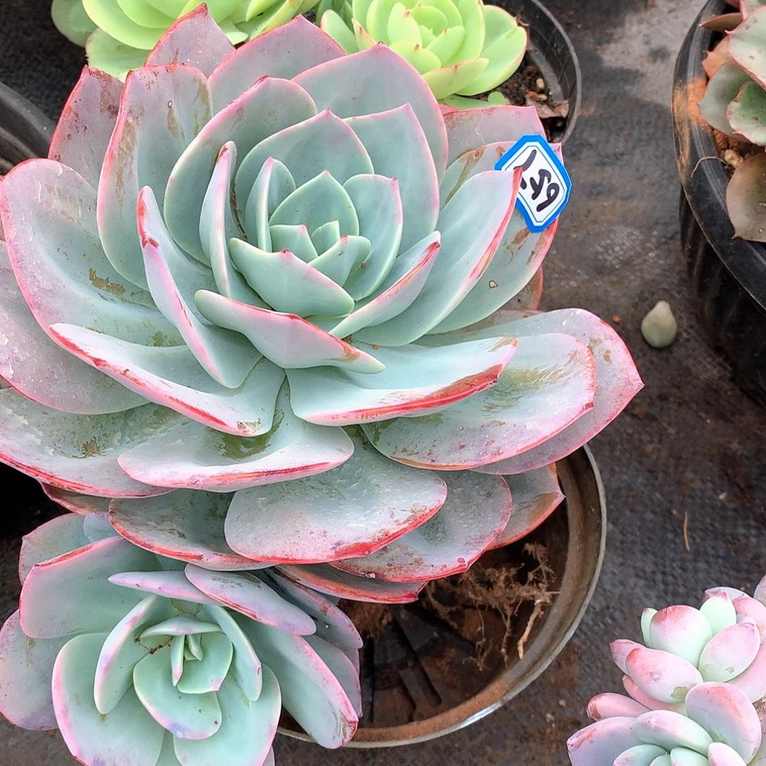 657凤一物一拍多肉