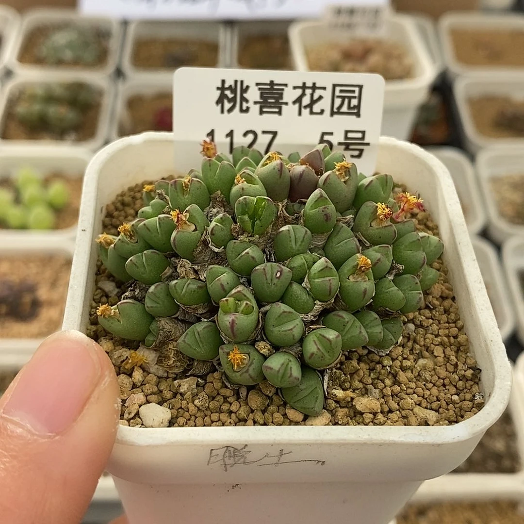 ?*"26-5-猪蹄有伤。