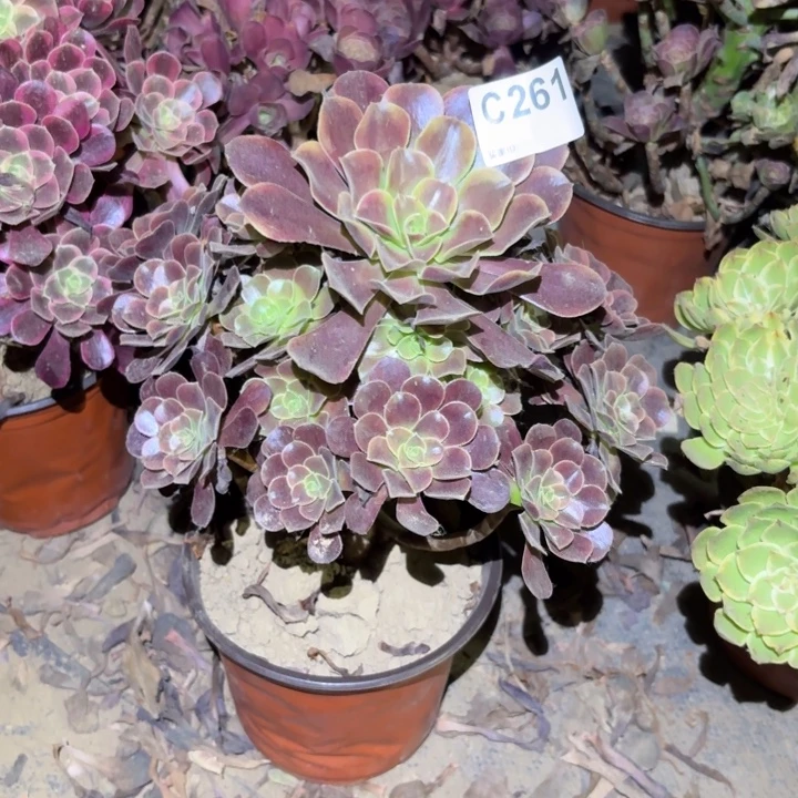 欧佳丽多肉植物不包损261