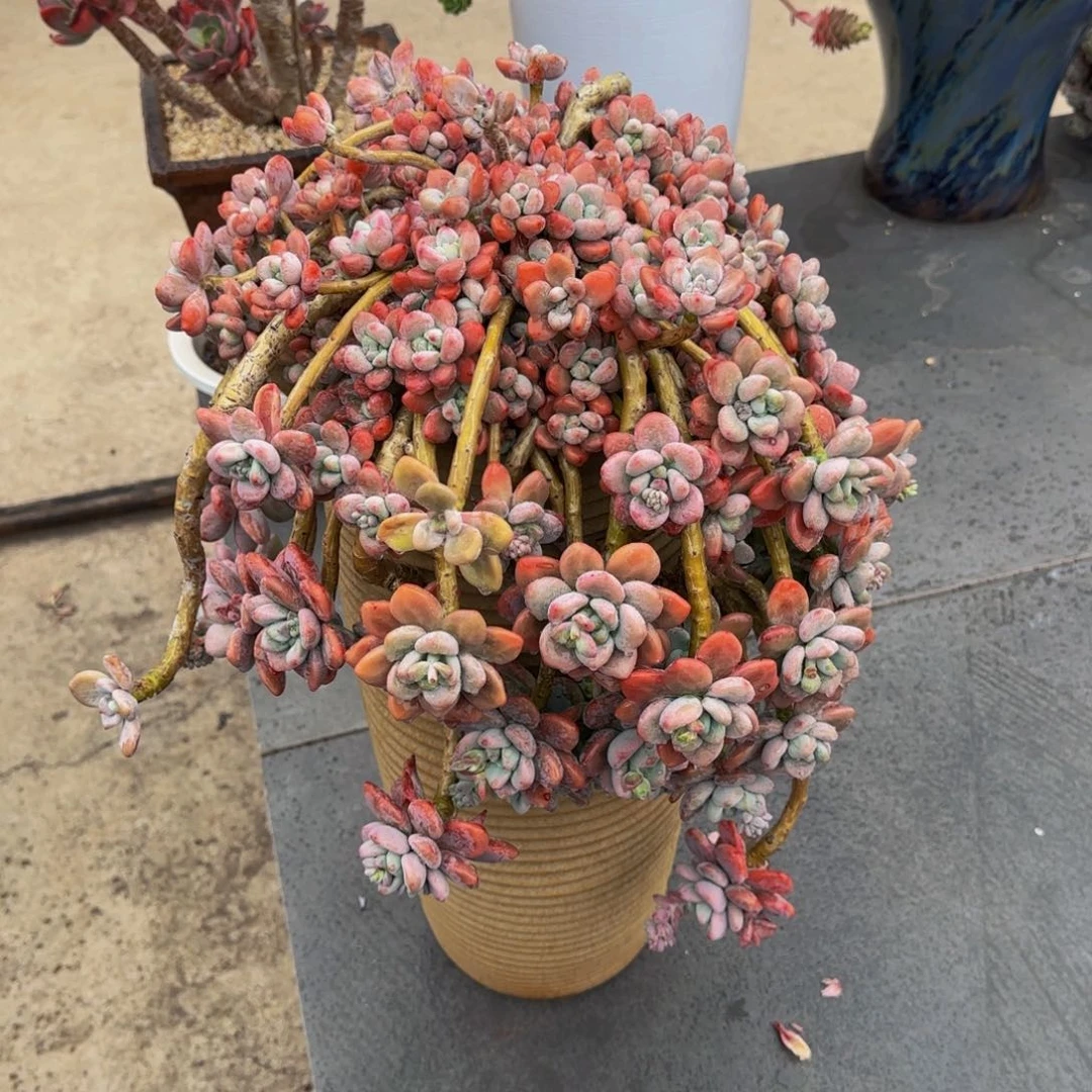 红咯神多肉植物00000008