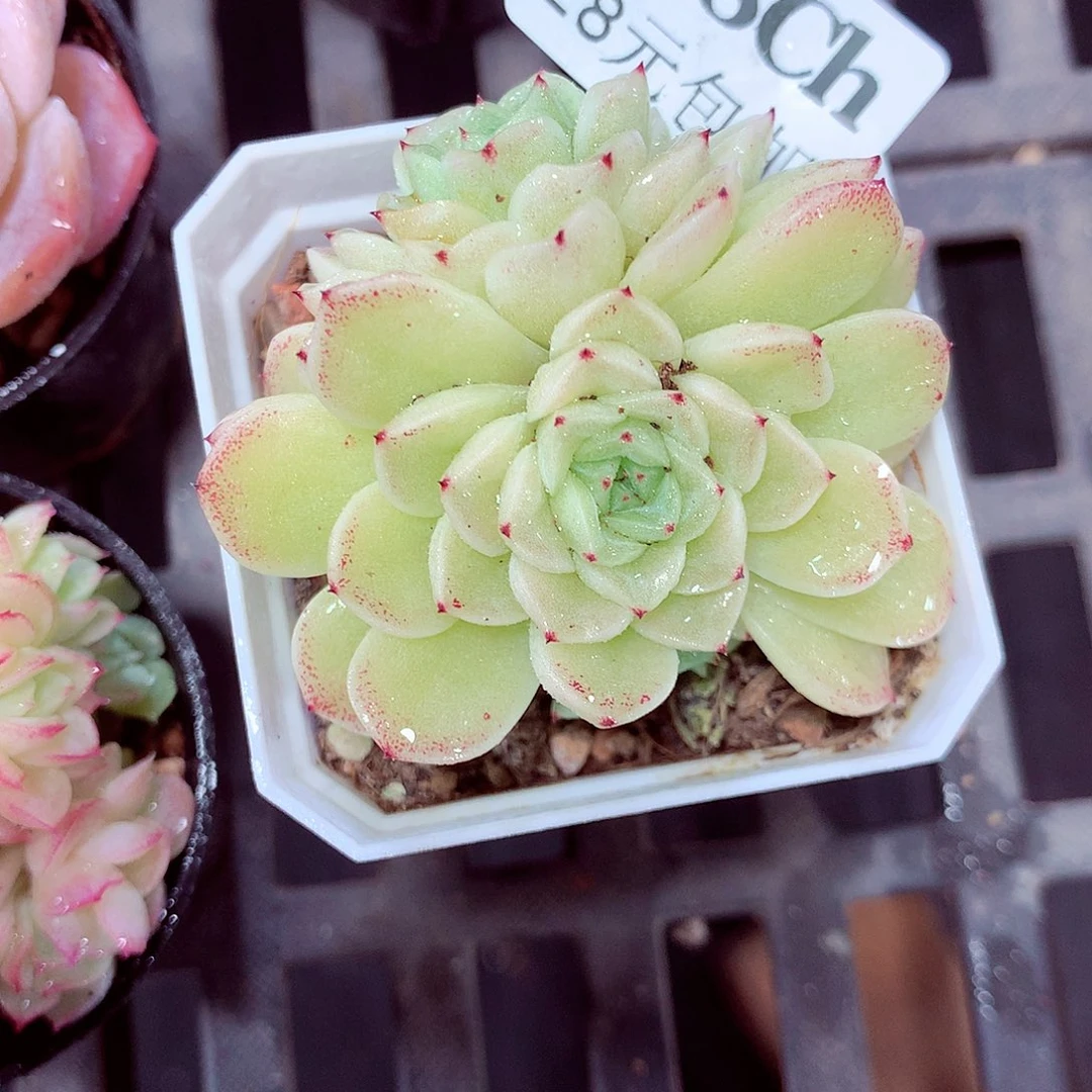 5厘米盆精控多肉258