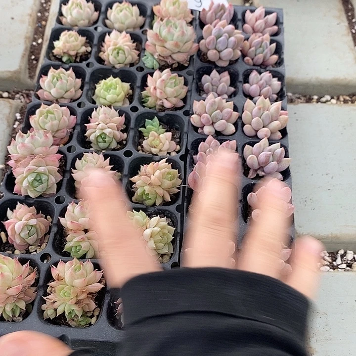 97 多肉植物盆栽花卉植物