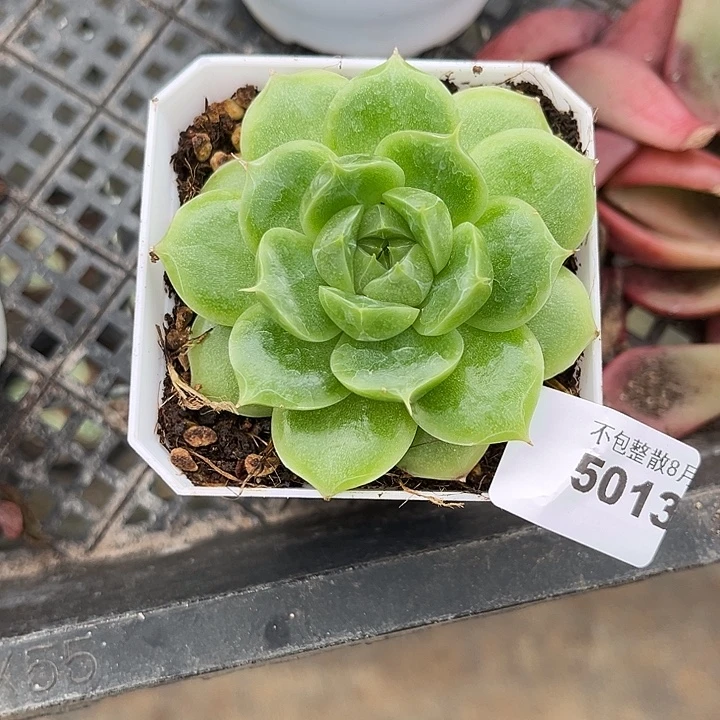 没***琪阿雅园艺。     5013