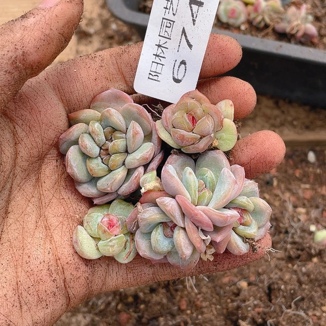 多肉植物多肉植物674