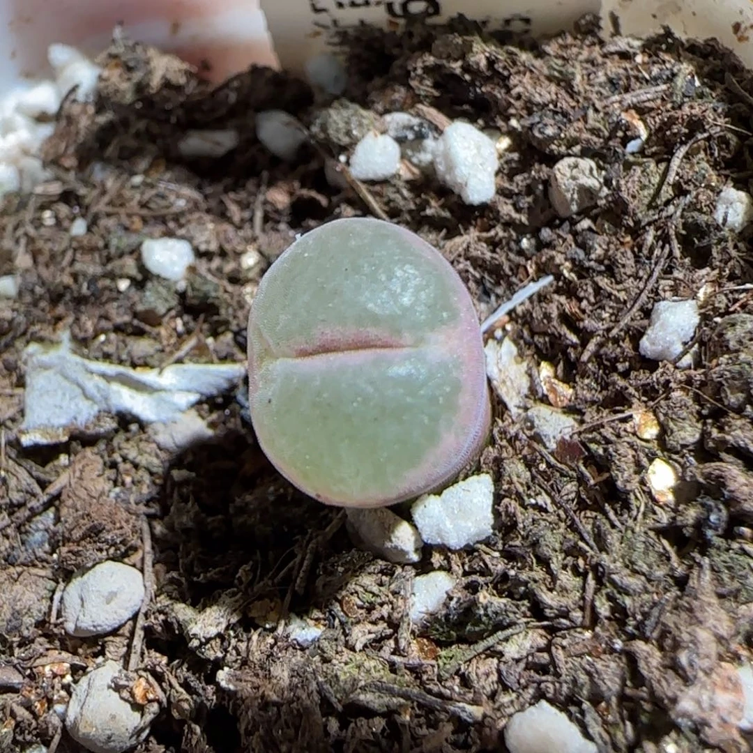 肉锥多肉植物组合-粉安格1683