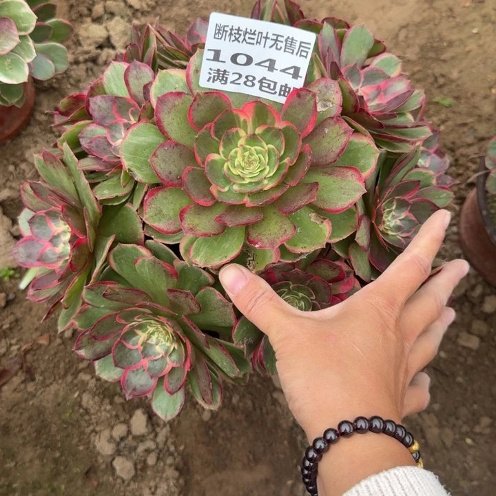 1044二号棚粉花妖B