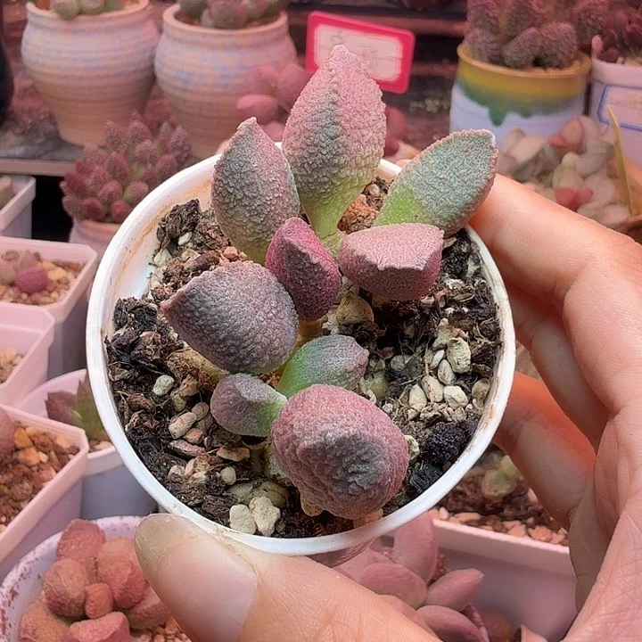 拐***牛水蜜桃和草莓的区别是