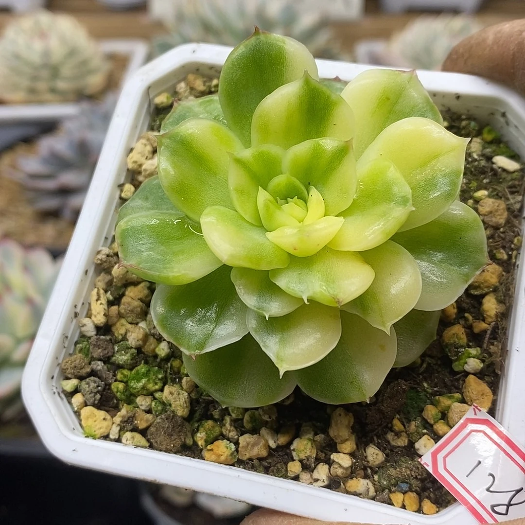 08128 优秀冰城花脸锦 需延时发货