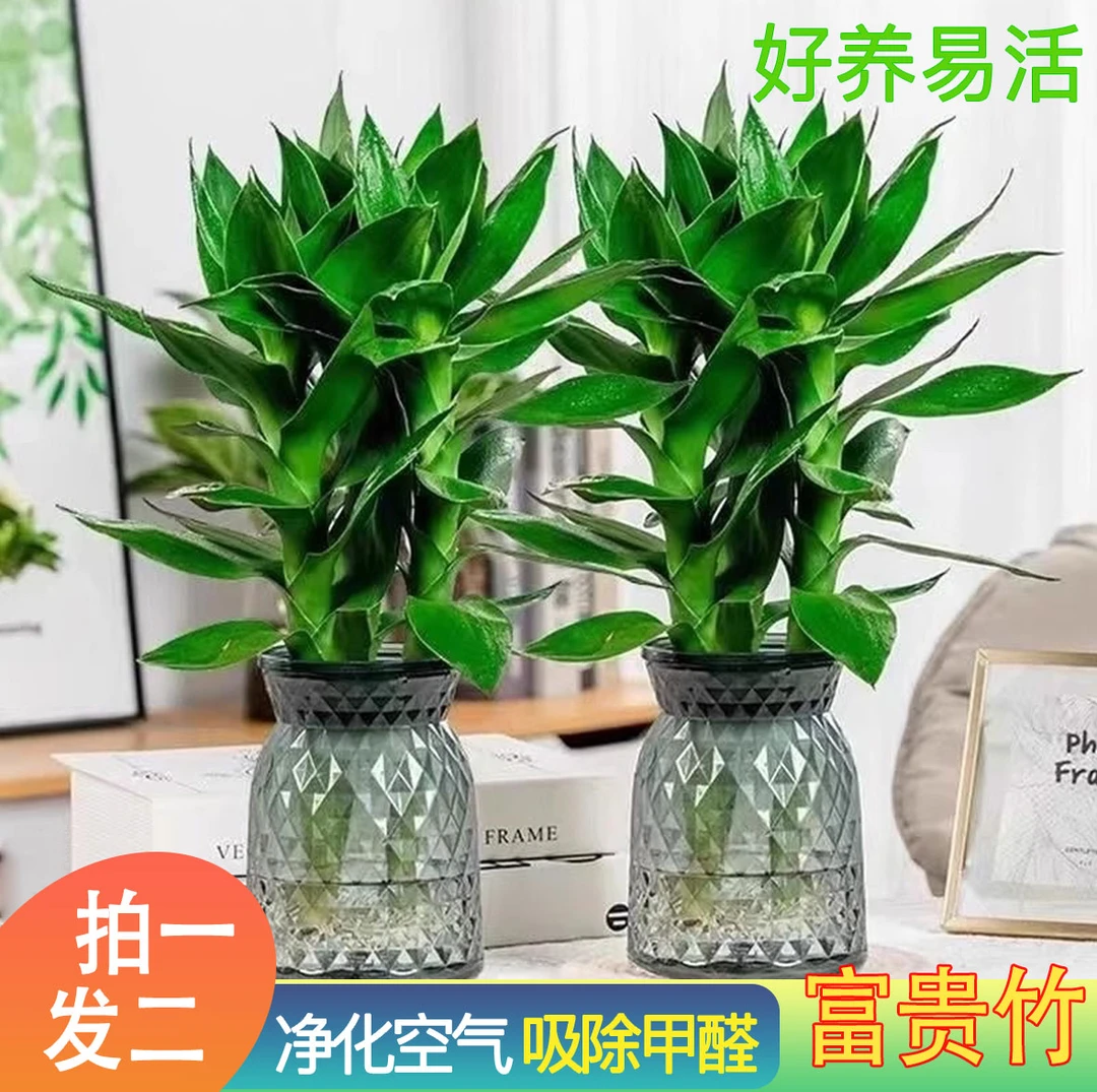 【拍一发二】水培观音富贵竹绿植观音竹四季常青好养活净化空气除醛