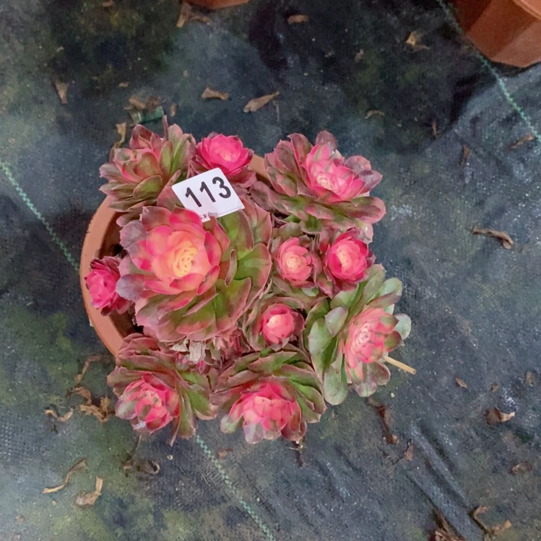 林**夕荔枝113多肉18冠服