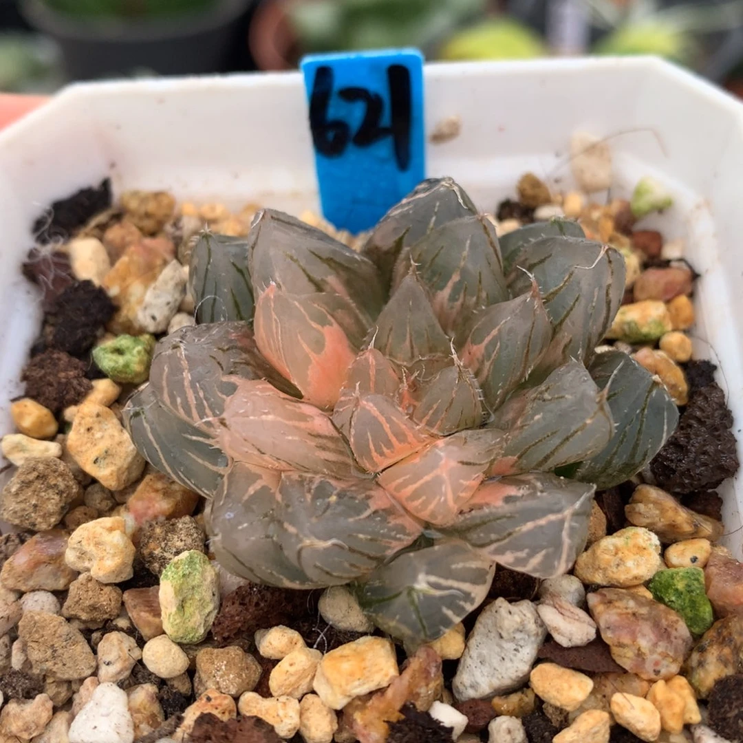 龙爪玉露锦，带盆发货