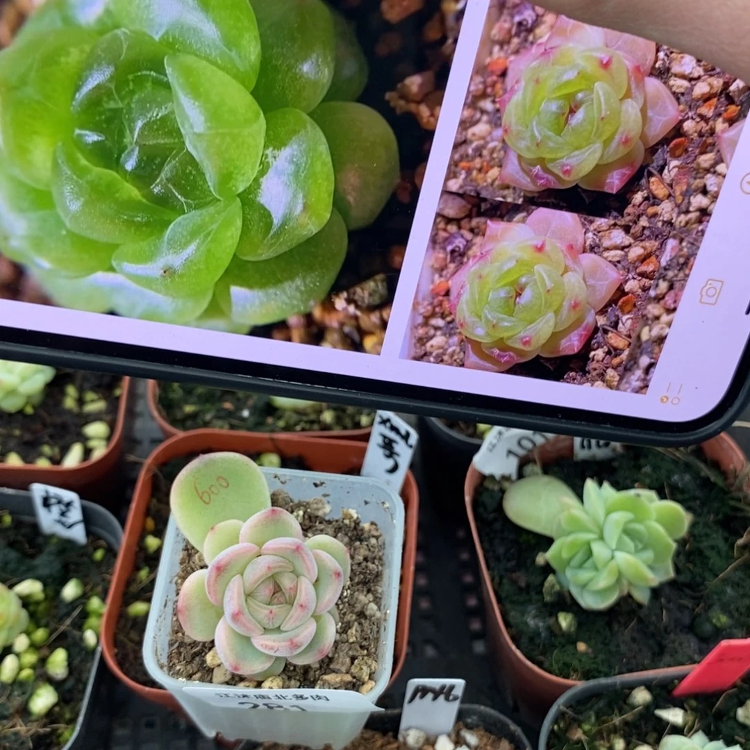 标签281甜心600一个多肉