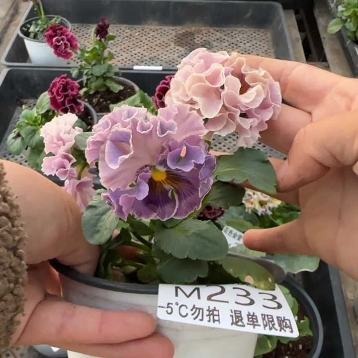 晶***理无花朵M233角堇小苗一物一拍默认苗晃