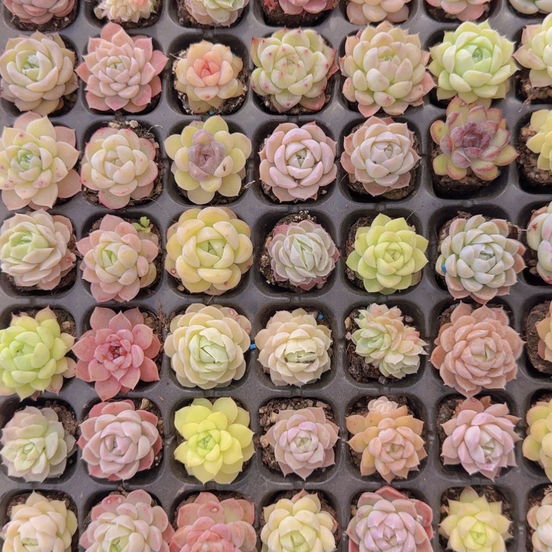 直播一物一拍多肉13