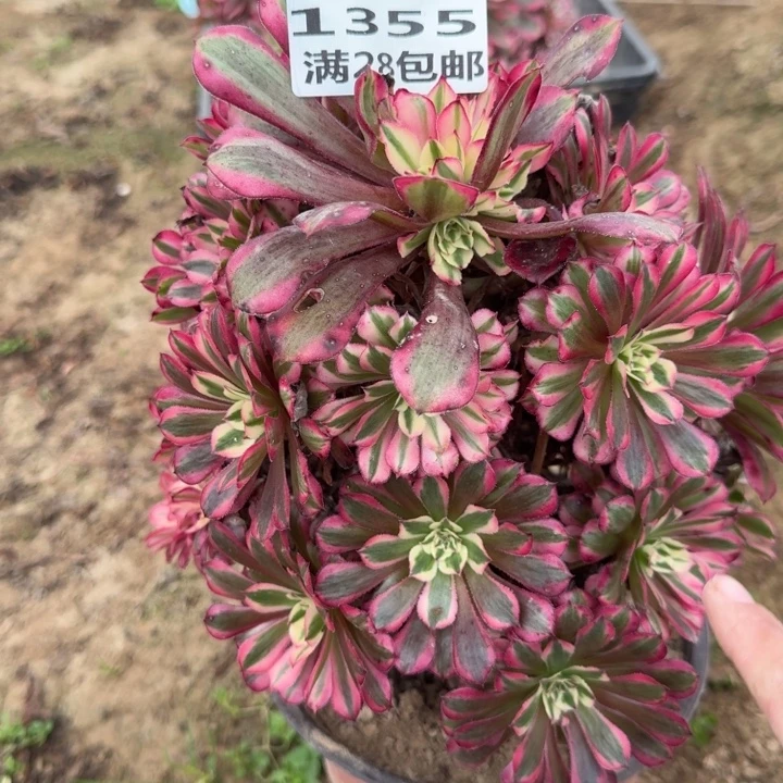 1355二号棚红铜壶D