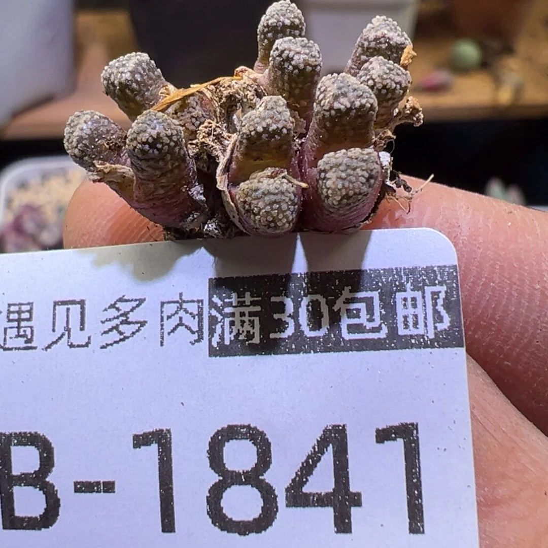 多肉植物111111111111